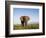 African Elephant with Large Tusks-Martin Harvey-Framed Photographic Print