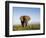 African Elephant with Large Tusks-Martin Harvey-Framed Photographic Print