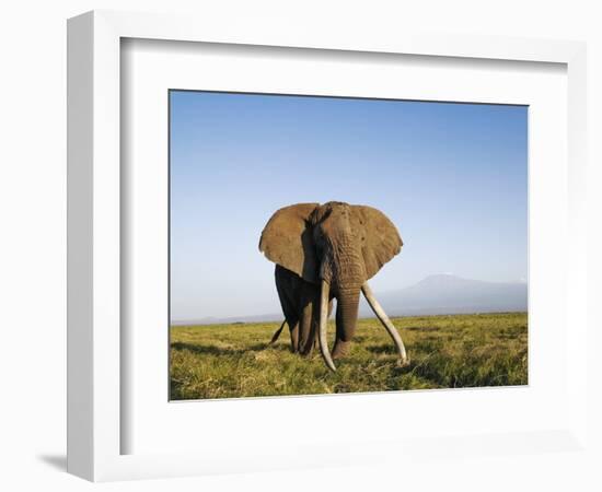 African Elephant with Large Tusks-Martin Harvey-Framed Photographic Print