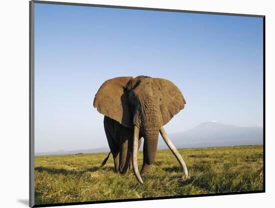 African Elephant with Large Tusks-Martin Harvey-Mounted Photographic Print