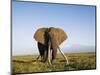 African Elephant with Large Tusks-Martin Harvey-Mounted Photographic Print