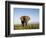 African Elephant with Large Tusks-Martin Harvey-Framed Photographic Print