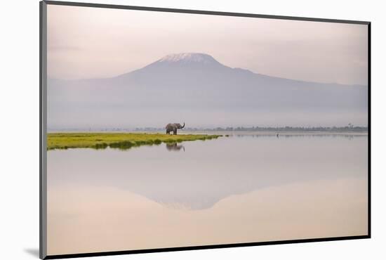 African elephant with Mount Kilimajaro in the background-Wim van den Heever-Mounted Photographic Print