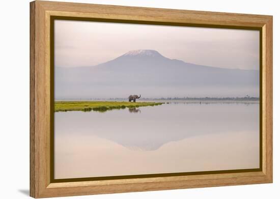 African elephant with Mount Kilimajaro in the background-Wim van den Heever-Framed Premier Image Canvas