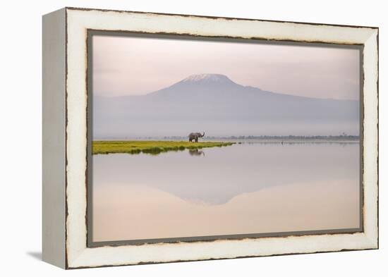 African elephant with Mount Kilimajaro in the background-Wim van den Heever-Framed Premier Image Canvas