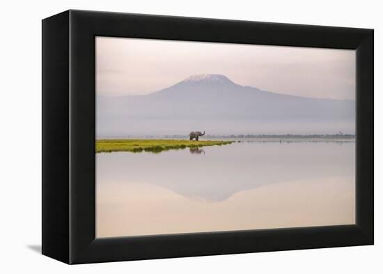 African elephant with Mount Kilimajaro in the background-Wim van den Heever-Framed Premier Image Canvas