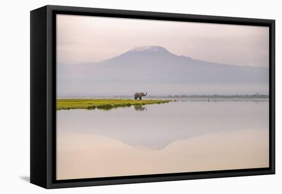 African elephant with Mount Kilimajaro in the background-Wim van den Heever-Framed Premier Image Canvas