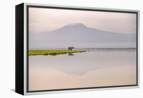 African elephant with Mount Kilimajaro in the background-Wim van den Heever-Framed Premier Image Canvas