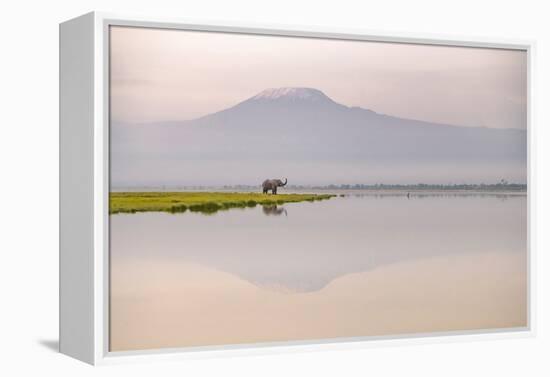 African elephant with Mount Kilimajaro in the background-Wim van den Heever-Framed Premier Image Canvas