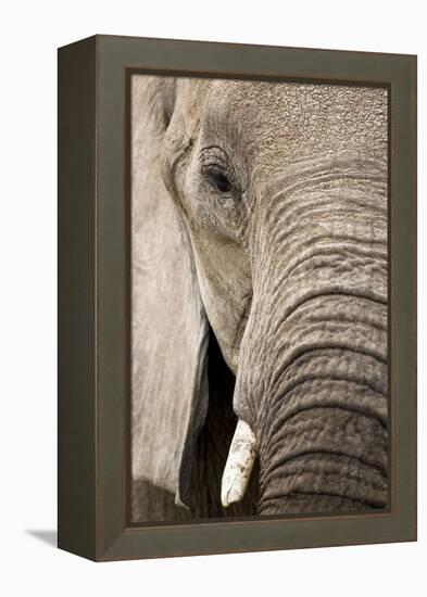 African Elephant-null-Framed Premier Image Canvas