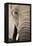 African Elephant-null-Framed Premier Image Canvas