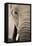 African Elephant-null-Framed Premier Image Canvas