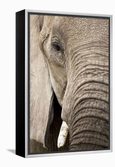 African Elephant-null-Framed Premier Image Canvas