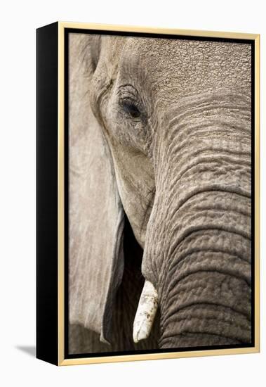 African Elephant-null-Framed Premier Image Canvas