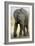 African Elephant-Tony Camacho-Framed Photographic Print