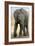 African Elephant-Tony Camacho-Framed Photographic Print