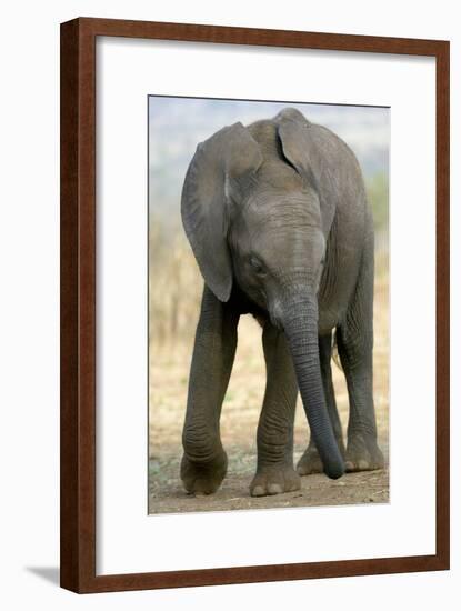 African Elephant-Tony Camacho-Framed Photographic Print