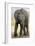 African Elephant-Tony Camacho-Framed Photographic Print