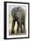 African Elephant-Tony Camacho-Framed Photographic Print