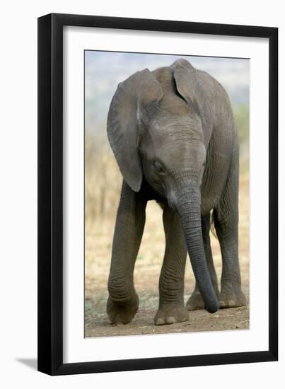 African Elephant-Tony Camacho-Framed Photographic Print