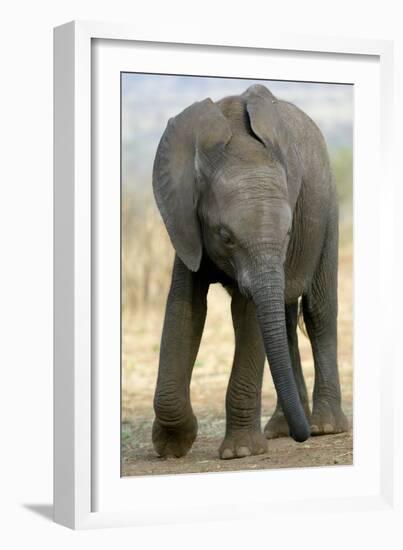 African Elephant-Tony Camacho-Framed Photographic Print