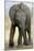 African Elephant-Tony Camacho-Mounted Photographic Print