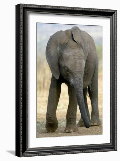 African Elephant-Tony Camacho-Framed Photographic Print