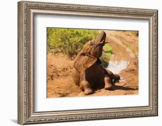 African Elephant-Mary Ann McDonald-Framed Photographic Print