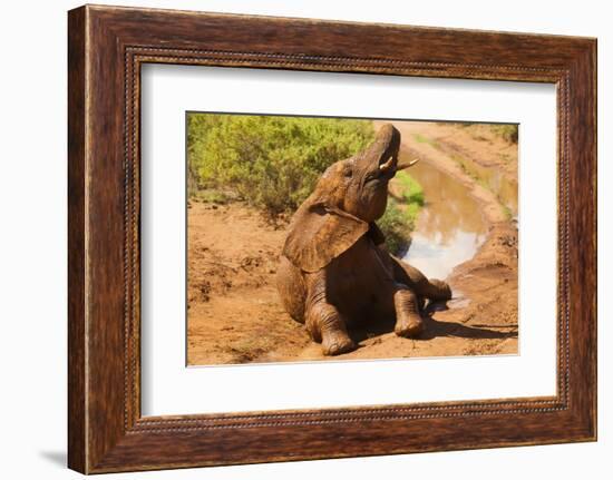 African Elephant-Mary Ann McDonald-Framed Photographic Print