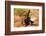 African Elephant-Mary Ann McDonald-Framed Photographic Print