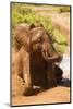 African Elephant-Mary Ann McDonald-Mounted Photographic Print