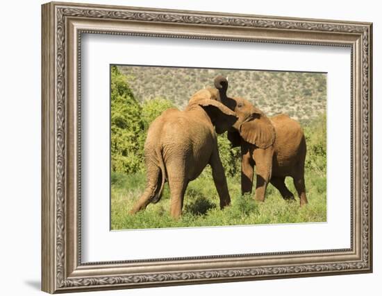 African Elephant-Mary Ann McDonald-Framed Photographic Print