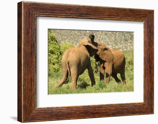 African Elephant-Mary Ann McDonald-Framed Photographic Print