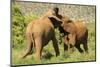 African Elephant-Mary Ann McDonald-Mounted Photographic Print