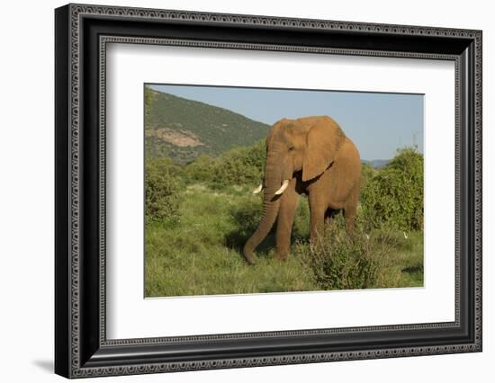 African Elephant-Mary Ann McDonald-Framed Photographic Print