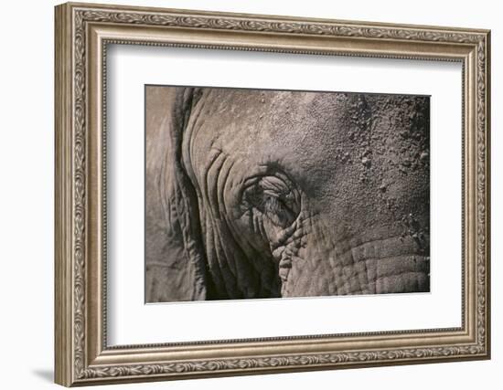 African Elephant-DLILLC-Framed Photographic Print