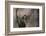 African Elephant-DLILLC-Framed Photographic Print