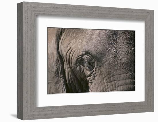 African Elephant-DLILLC-Framed Photographic Print