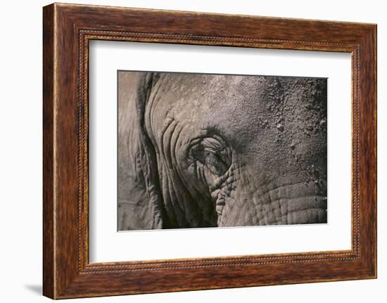 African Elephant-DLILLC-Framed Photographic Print