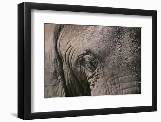 African Elephant-DLILLC-Framed Photographic Print