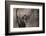 African Elephant-DLILLC-Framed Photographic Print