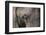 African Elephant-DLILLC-Framed Photographic Print