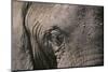 African Elephant-DLILLC-Mounted Photographic Print