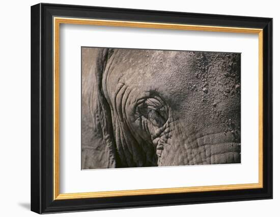 African Elephant-DLILLC-Framed Photographic Print