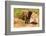 African Elephant-Mary Ann McDonald-Framed Photographic Print