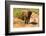 African Elephant-Mary Ann McDonald-Framed Photographic Print