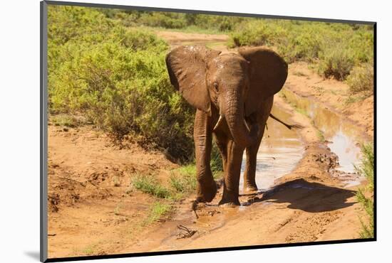 African Elephant-Mary Ann McDonald-Mounted Photographic Print