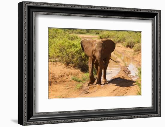 African Elephant-Mary Ann McDonald-Framed Photographic Print