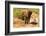 African Elephant-Mary Ann McDonald-Framed Photographic Print