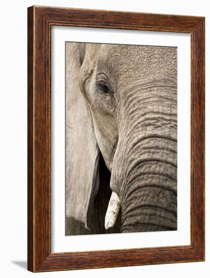 African Elephant-null-Framed Photographic Print